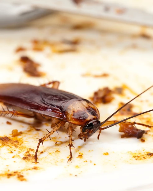 Mối nguy hại của Gián