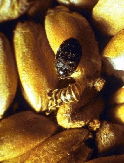 Mọt