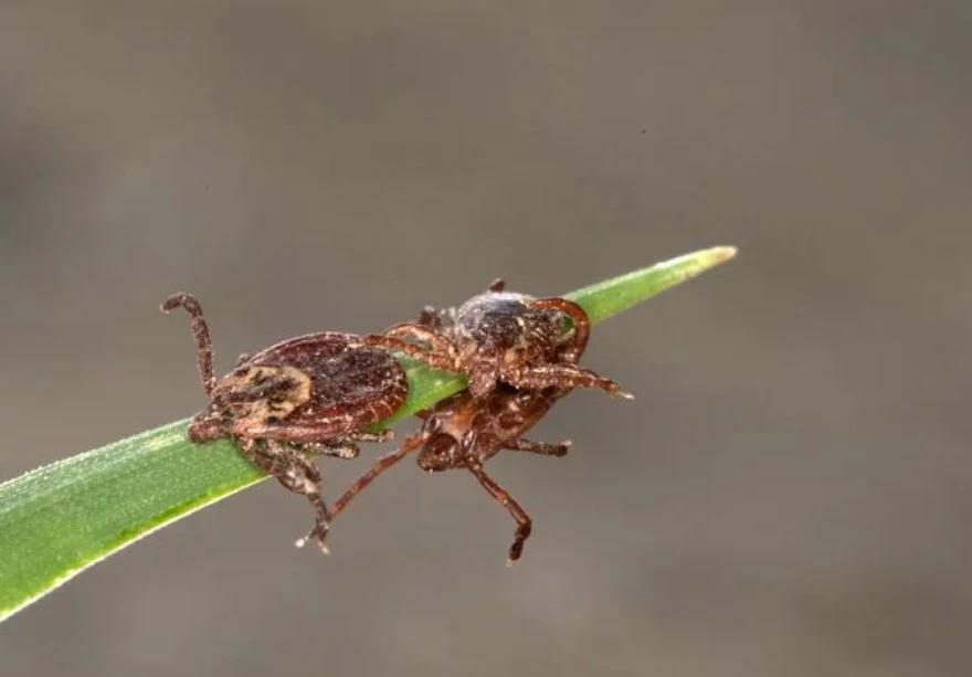 Ngăn ngừa bọ ve